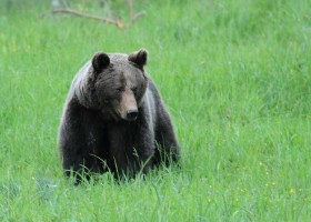  Hill Hopping & Bear Watching