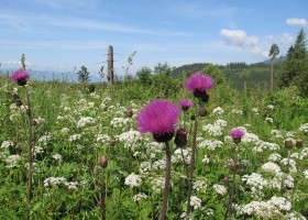 2012-06-29-027-letna-pohoda-v-okoli-podbanskeho.jpg