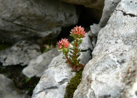 2012-07-19-037-rozchodnik-cernasty-cervene-vrchy.jpg