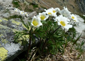 2010-06-11-260-veternica-narcisokveta.jpg