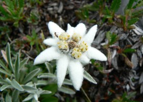 2012-07-19-231-plesnivec-alpinsky-cervene-vrchy.jpg